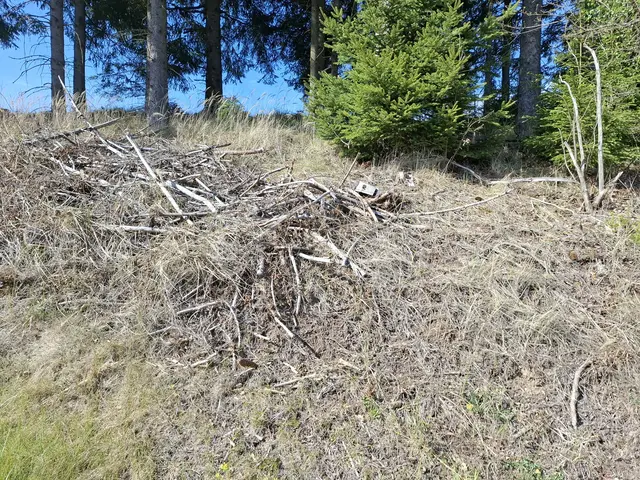 Bis zu 75 Prozent weniger Regen. Waldbrandgefahr!  | Foto: zin.