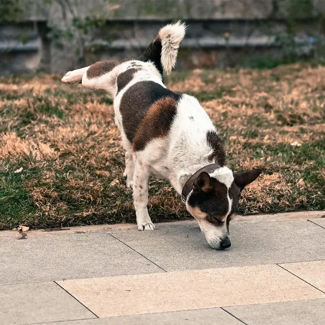 Ein Hund hebt sein Bein vor einer Wiese. 