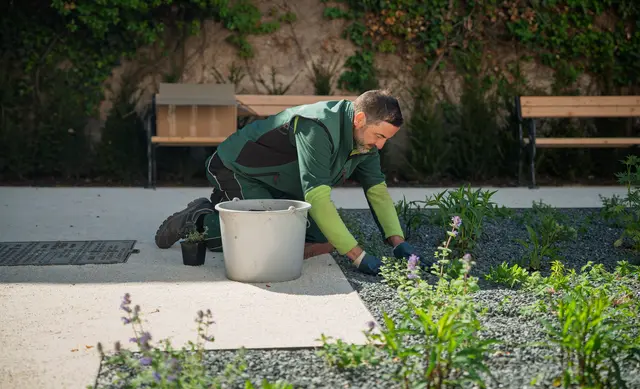 Der Rosengarten im Mirabellgarten Salzburg wurde umfangreich saniert und neu bepflanzt.  | Foto: Stadt Salzburg