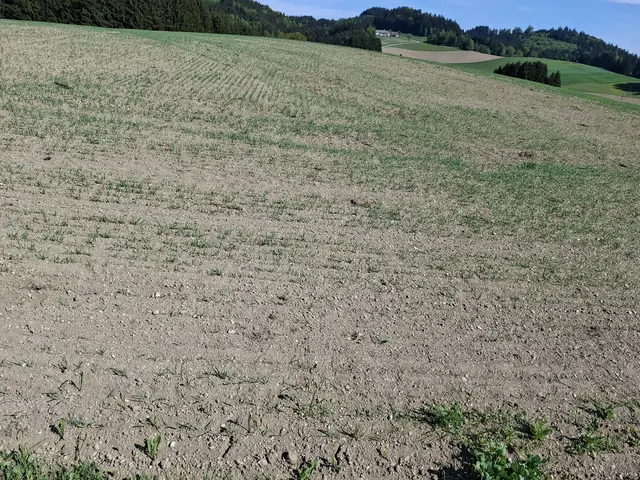 Bis zu 75 Prozent weniger Regen. | Foto: zin.