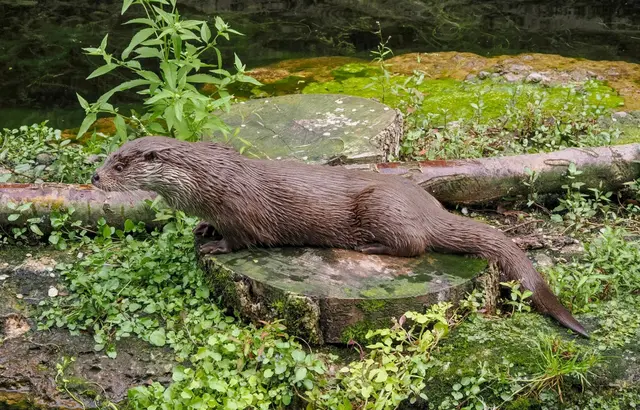 In die Welt der Fischotter im Zoo Salzburg eintauchen