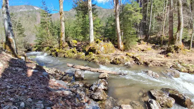 .....ein Bachlauf, der ca. 1,5 km lang, die Moosalm/geschütztes Moor und Almgebiet durchfließt ,und danach im Schwarzensee mündet.
Gestern bei unserer Wanderung festgehalten.
Bei Interesse, gerne mehr im Beitrag.☺️