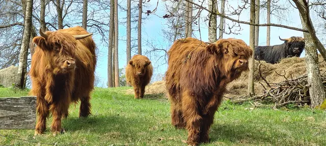 Süss sind sie diese großen Kuscheltiere, modisch gestylt mit den langen Stirnfransen 