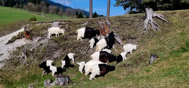 ...unter den Ziegenrassen