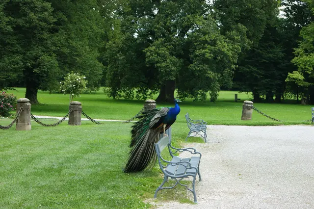 Ein Pfau sitzt auf einer Parkbank. 