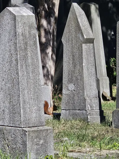 Ein Eichhörnchen sitzt an einem sonnigen Tag auf einem Grabstein am alten jüdischen Friedhof am Zentralfriedhof.