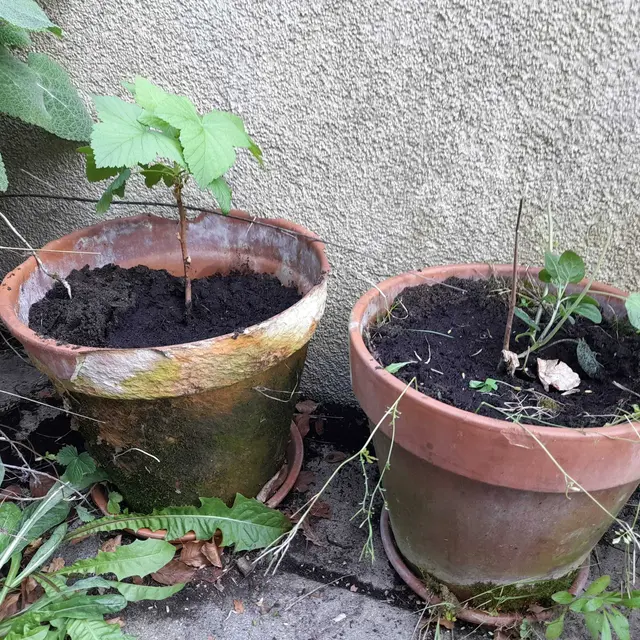 Gemeinsam mehr abwechslungsreiches Grün in die Region bringen. | Foto: Lina Chalusch