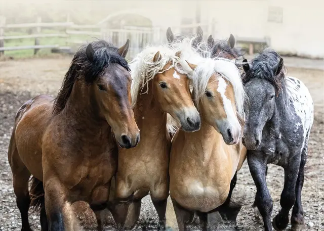 Vertreter der Landwirtschaftskammer Kärnten und des Landes-Pferdezuchtsverbands feiern das 120-Jahr-Jubiläum. | Foto: Landwirtschaftskammer Kärnten