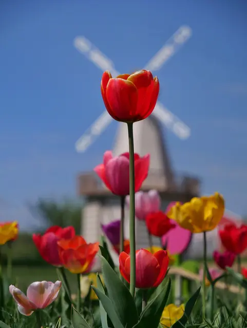 Tulpenparadies | Foto: Sabine Mayer