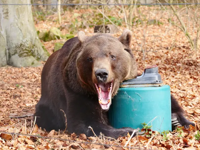 Erich gähnt vor sich hin. | Foto: VIER PFOTEN