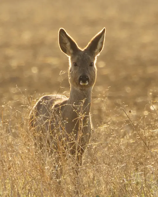 Das Reh wird von der tiefstehenden Sonne von hinten angeleuchtet. | Foto: Thomas Berwein