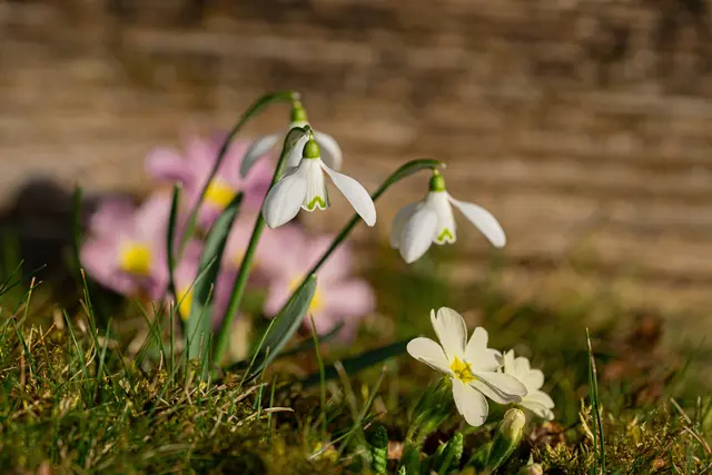 Vielleicht wird es ja doch noch was mit dem Frühling | Foto: Jürgen Supper