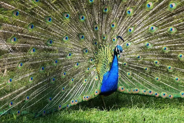 Ein Pfau in blau zeigt sein Federkleid. 