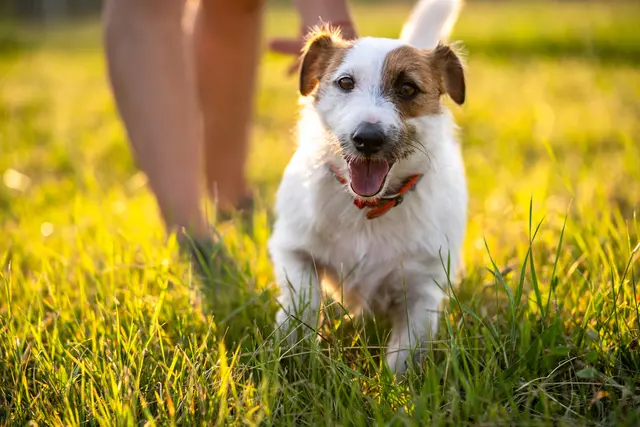 Die Zuchtmeldungen an die Behörde beliefen sich auf 335, davon betrafen 234 die Zucht von Katzen und 82 die Zucht von Hunden.  | Foto: kk_studio/PantherMedia