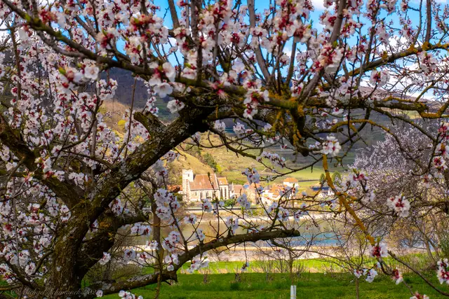 Marillenblüte in der Wachau | Foto: Michael Schimanek