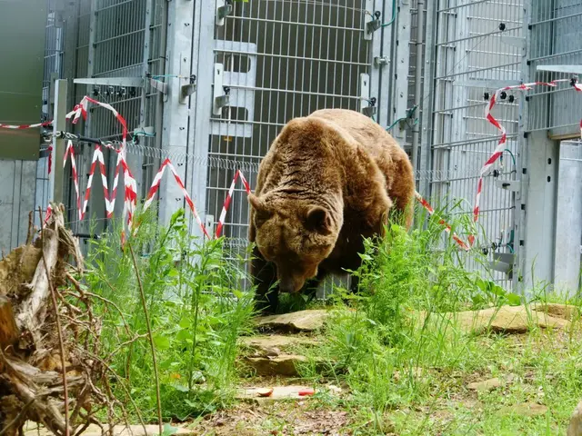 Der Moment als Felix 2025 erstmals auf Gras trat. | Foto: VIER PFOTEN