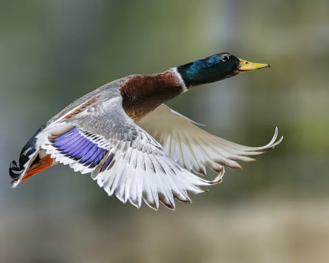 Der Moment wenn man sein bestes Wildlife Foto des Tages in einem Zoo macht | Foto: Thomas Berwein