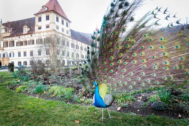 Ein Pfau vor dem Schloss Eggenberg. 