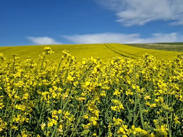 Wenn der Frühling die Wege malt. | Foto: Lilia Olchowa