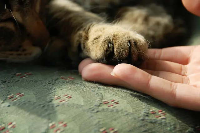 Die Katze überlebte den Vorfall, wurde jedoch verletzt. | Foto: Symbolfoto: smarterpix/simply