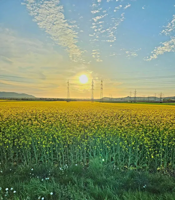 
Rapsfeld mit später Sonne! | Foto: Andreas Zwenig