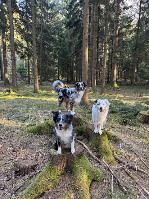 Im Wald | Foto: Inez Dengscherz