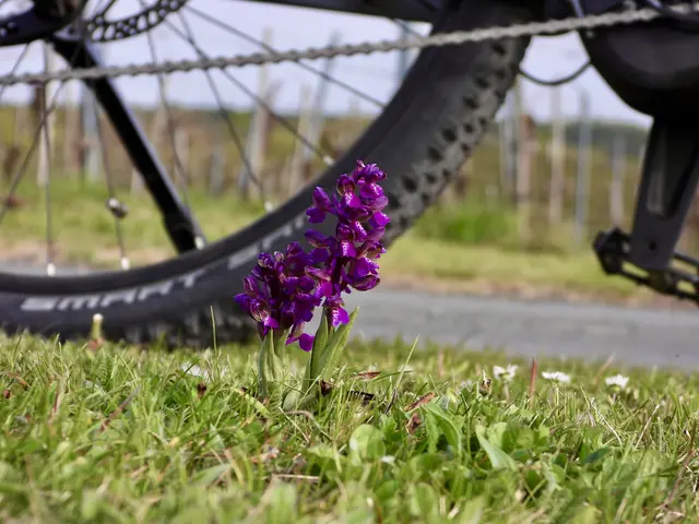 Das breitblättrige Knabenkraut gehört zu den einheimischen Orchideenarten, es liebt feuchte Wiesen, die leider immer seltener werden.