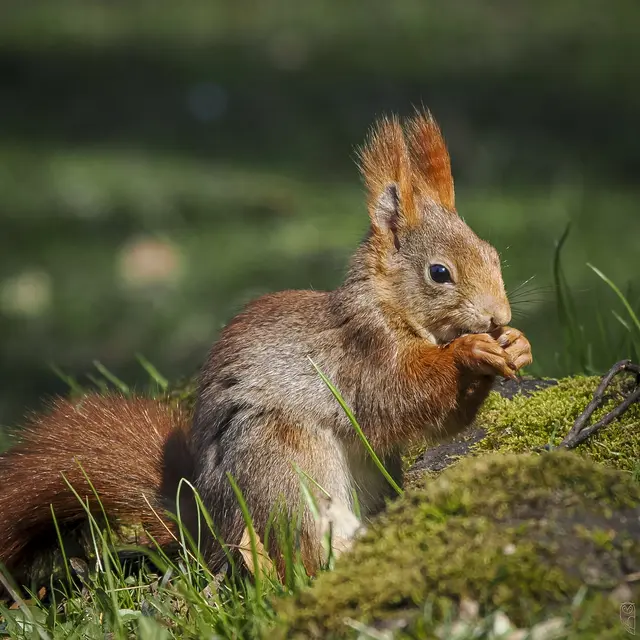 Das Leben der Eichhörnchen geht weiter.
Hunger, das ist derzeit das Hauptproblem!
Foto: Glaser 
