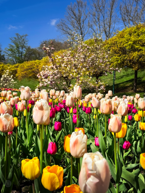 Derzeit bietet die Parkanlage ein besonderes Schauspiel: Tausende Tulpen setzen farbenfrohe Akzente vor der Kulisse des erwachenden Grüns.