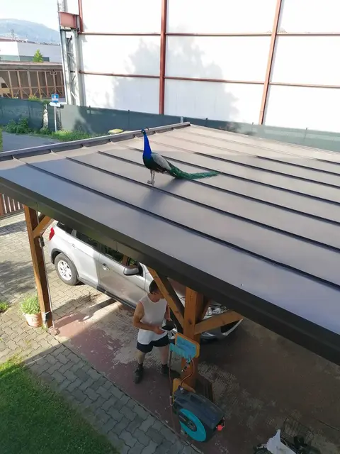 Ein Pfau sitzt auf einem Carport. 