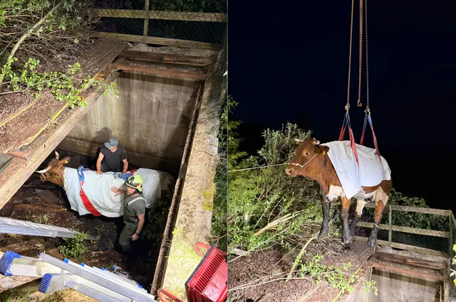 Das Rind konnte erfolgreich geborgen werden. | Foto: ZOOM.TIROL