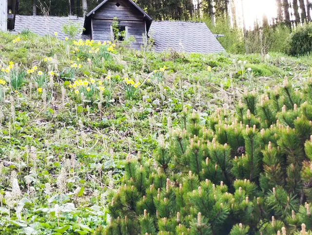 Märzenbecher - Nazissenblüte im Mai | Foto: Veronika Frank