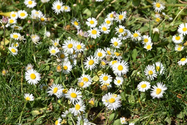 Auch Gänseblümchen fühlen sich hier wohl. | Foto: Mirjam Preineder