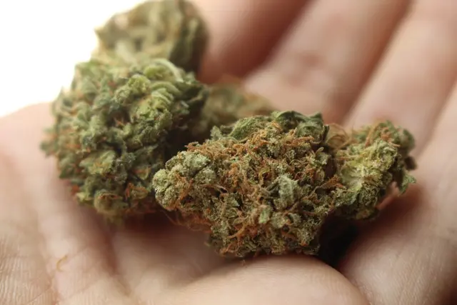 Im ersten Anbauzyklus erntete das serbische Paar 20 Kilogramm Cannabisblüten (Symbolbild). | Foto: Pixabay
