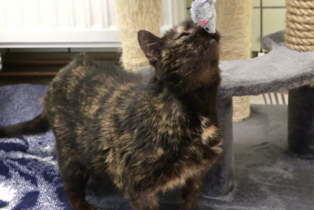 Schnurrsula, eine verschmuste Katze, die ein Zuhause sucht. | Foto: TSV St. Pölten