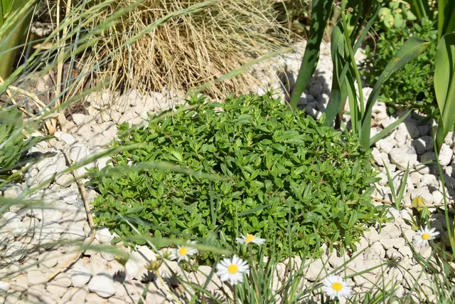Bodendecker Thymian im Blumenbeet. | Foto: Mirjam Preineder