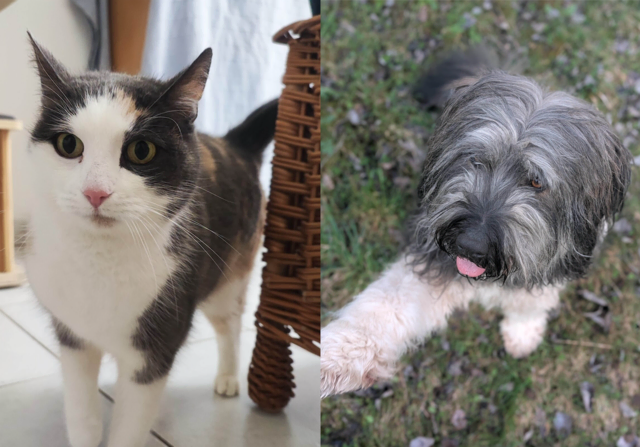 Zwei Persönlichkeiten, ein gemeinsamer Wunsch: endlich ankommen dürfen. | Foto: Tierschutzverein Tirol
