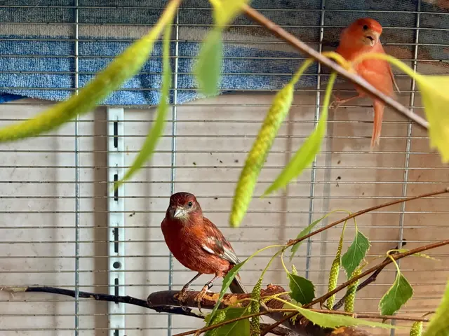 Sunset (r.) und Chantal (l.) lernten sich im Tierheim kennen. Jetzt sucht das unzertrennliche Paar ein gemeinsames Zuhause.  | Foto: Tierheim Linz