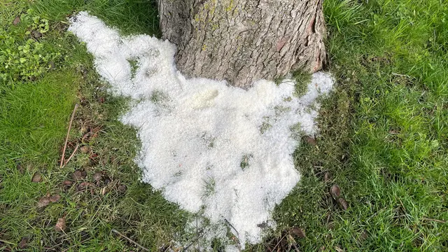 Vergiftete Bäume in Bregenz - bitte um Hinweise | Foto: Stadt Bregenz