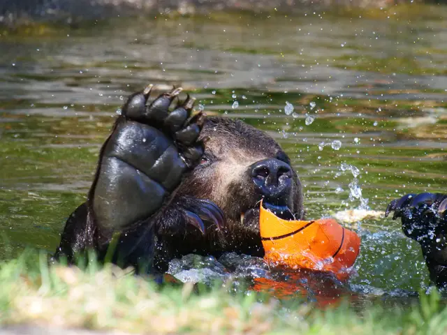 Einen Ball, den er von den Tierpfleger:innen bekommen hat, hat er schon nach kurzer Zeit zerfetzt, was ihm aber gar nichts ausmacht – auch die Überreste eignen sich hervorragend für ein Wasserballmatch Erich gegen Erich. | Foto: VIER PFOTEN