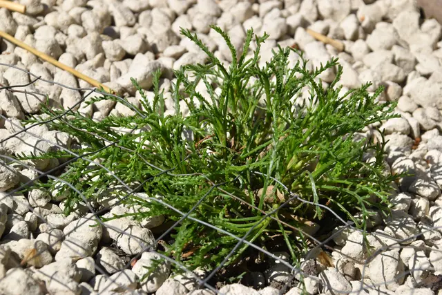 Das Olivenkraut wird ein großer Busch. | Foto: Mirjam Preineder