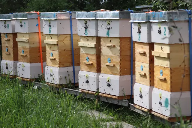 ...neue "Wohnungen" für die Bienen.