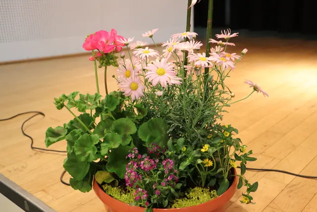 EINFACH ZAUBERHAFT
Der Blumenschmuck kam von "Einfach zauberhaft". Nach über zehn Jahren verabschieden sich Evelyn Lukas und Roswitha Dieber in die Pension. Die zauberhaften Blumenschalen wurden unter den Besuchern der Muttertags- und Vatertagsfeier des PVÖ Fernitz verlost.  | Foto: Edith Ertl