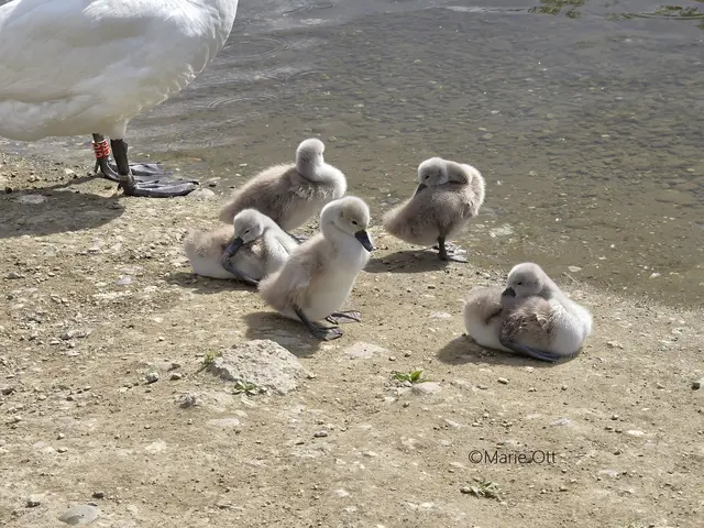Kurz vor dem Muttertag präsentierte die glückliche Schwanenmutter, sehr stolz ihre entzückenden Jungtiere in der Grazer Augartenbucht!