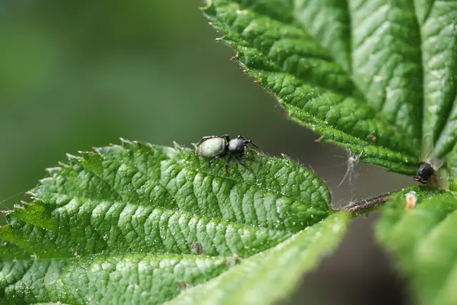 ...diese schnelle Spinne/grünlicher Sonnenspringer wäre mir fast entwischt.
Am Ende des Blattstängels sieht man einen Fliegen-Kopf.