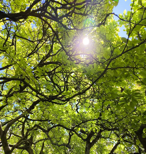 ...und Sonnenschein ☀️ wünsche ich euch  | Foto: Martina Laserer