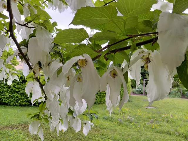 Foto: H.Bachinger