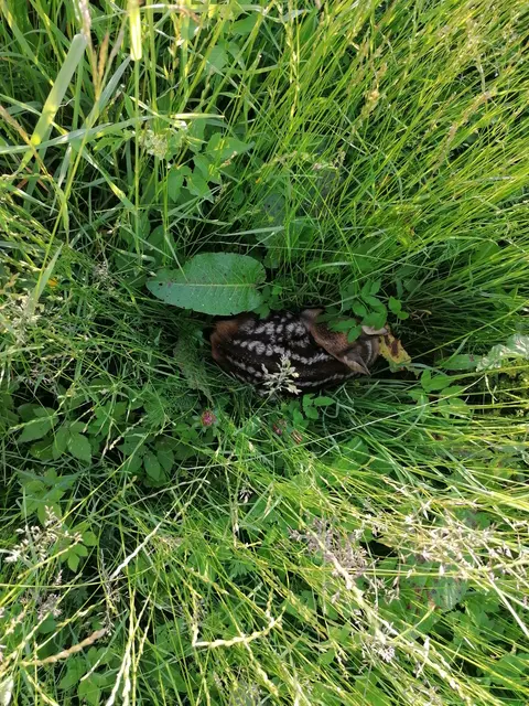 Die jungen Rehkitze ducken sich instinktiv bei Gefahr ins hohe Gras.  | Foto: Irmgard Wimmer