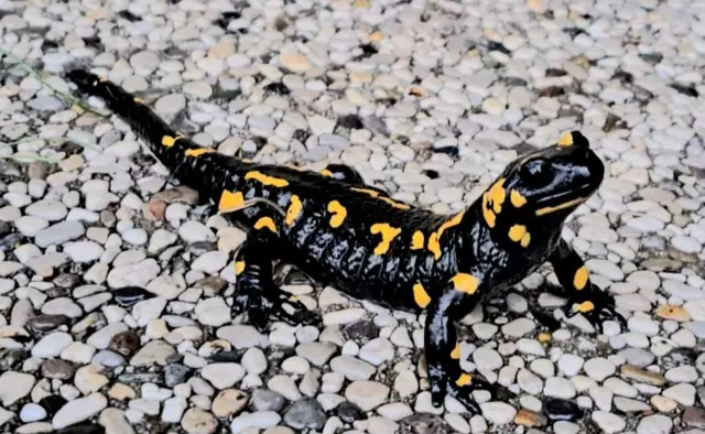 Feuersalamander