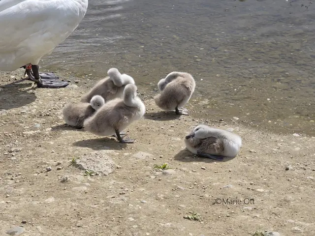 Schwan, Jungtier, Graz